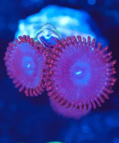 Wysiwyg Small Zoa Frag [F124]