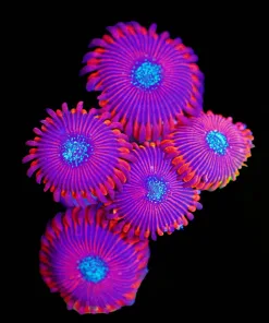 Wysiwyg Massive Magician Zoanthid [F124]