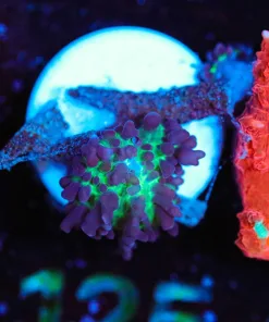 Wysiwyg Micro Sized Mushroom Frag [F125]