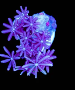 Wysiwyg Small Diasy Coral Frag [F126]