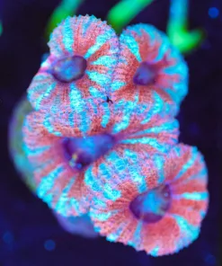 Wysiwyg Pink Acan Frag [F127]