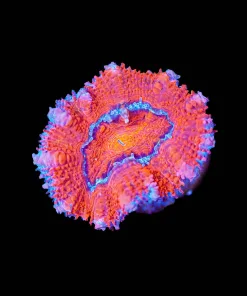 Wysiwyg Acan Frag [F128]