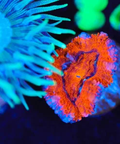 Wysiwyg Small Acan Frag [F128]