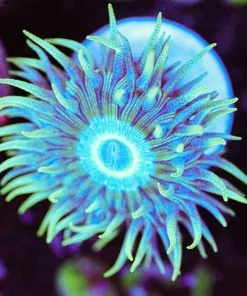 Wysiwyg Duncan Coral Frag [F129]