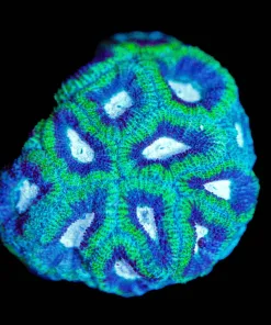 Wysiwyg Micromussa Frag [F130]