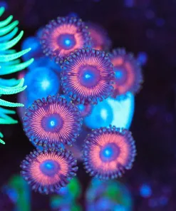 Wysiwyg Pink ZOa Frag [F130]