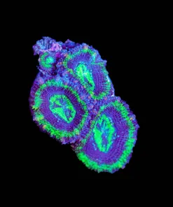 Wysiwyg Acan Frag [F131]