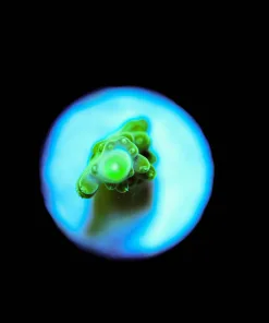 Wysiwyg Acropora Small Frag [F131]