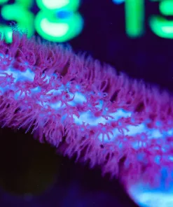 Wysiwyg Chewbaca Gorg Frag Large [F132]