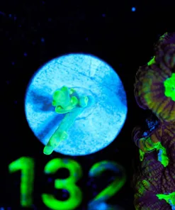 Wysiwyg Acropora TINY TINY Frag | Pick Up Only [F132]