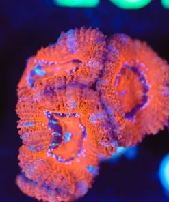 Wysiwyg Acan Frag Large [F135]