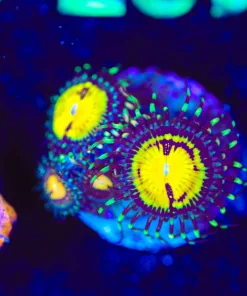 Wysiwyg 3x JF Butt Muncher Zoa Frag [F137]