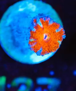 Wysiwyg TINY Acan Frag [F137]
