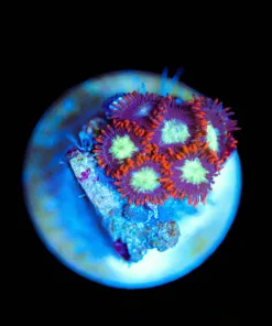 Wysiwyg Micro Sized Zoanthid [F139]