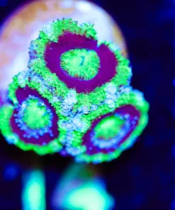 Wysiwyg Green Acan Frag [F14]