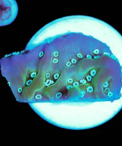 Wysiwyg Tiny Montipora Frag [F140]