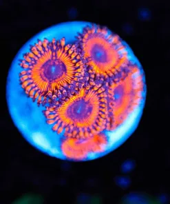 Wysiwyg Lava Zoa Frag [F140]
