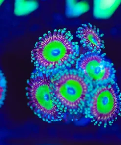 Wysiwyg Zoanthid Frag [F141]