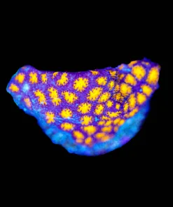 Wysiwyg Orange Lepastera Frag [F141]