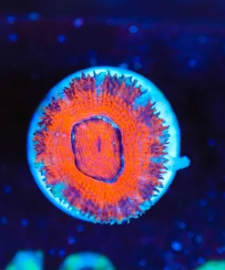 Wysiwyg Small Acan Frag [F142]