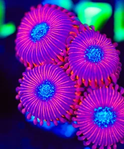 Wysiwyg 4x Blue Mouth Magician Zoanthid Frag [F143]