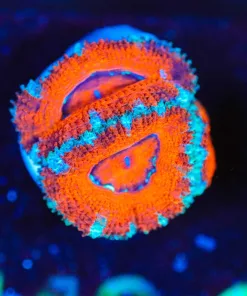 Wysiwyg Small Acan Frag [F143]