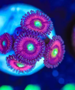 Wysiwyg Cat Eye Zoa Frag [F144]