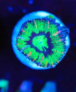 Wysiwyg Small Acan Frag [F144]