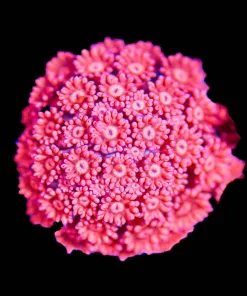 Wysiwyg Flowerpot Coral Frag [F145]