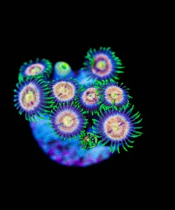 Wysiwyg Zoanthid Frag [F146]