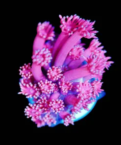 Wysiwyg Pink Flowerpot Coral Frag [F146]