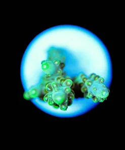 Wysiwyg Acropora Frag Small [F147]