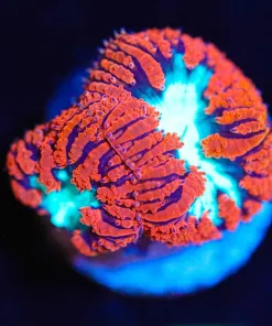 Wysiwyg Blastomussa Frag | Very Bright [F15]