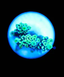 Wysiwyg Tenuis Acropora Frag [F151]