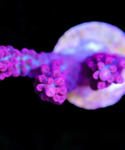 Wysiwyg Strawberry Shortcake Acropora [F152]