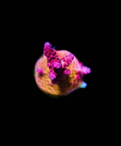 Wysiwyg ORA Red Planet Frag [F153]