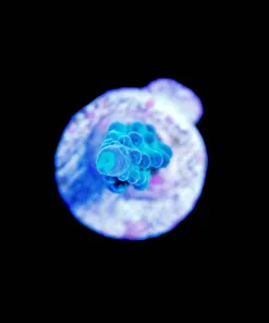 Wysiwyg Tiny Tortusa Frag [F153]