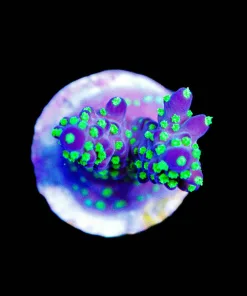 Wysiwyg Acropora Bonsa Valida [F154]