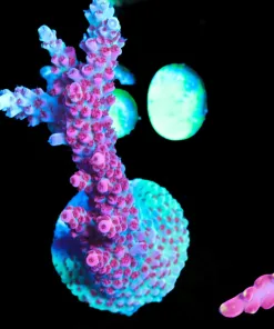 Wysiwyg ORA Red Planet Acropora Frag [F155]