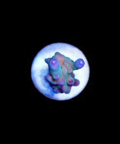 Wysiwyg Acropora Granulosa Small Frag [F157]