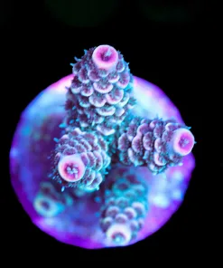 Wysiwyg Acropora Millepora Frag [F158]
