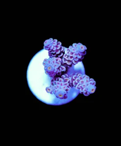 Wysiwyg Acropora Tenuis Frag [F158]