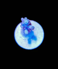 Wysiwyg Tiny Pink Acropora Frag [F159]