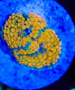 Wysiwyg Orange Florida Ricordea [F16]