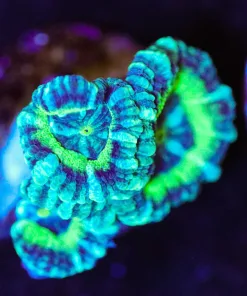 Wysiwyg Misty's Acan Frag [F16]