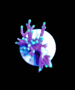 Wysiwyg Small Dragon Acropora Frag [F161]