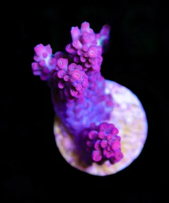 Wysiwyg Strawberry Shortcake Acropora [F161]