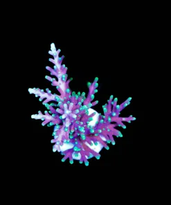 Wysiwyg Massive Purple DRagon Acropora Frag [F162]