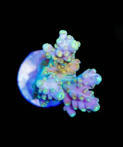 Wysiwyg Yellow Acropora Frag [F162]