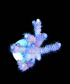 Wysiwyg Large Miellpora Acropora Frag [F163]